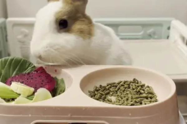 如何自制兔全价饲料,不同生长阶段的饲料配方不同