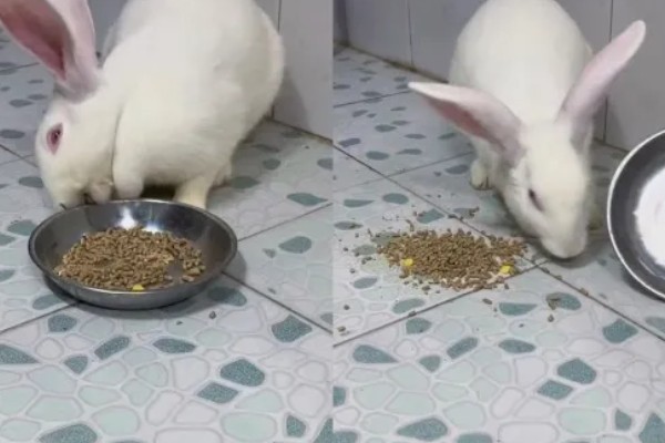 如何自制兔全价饲料,不同生长阶段的饲料配方不同