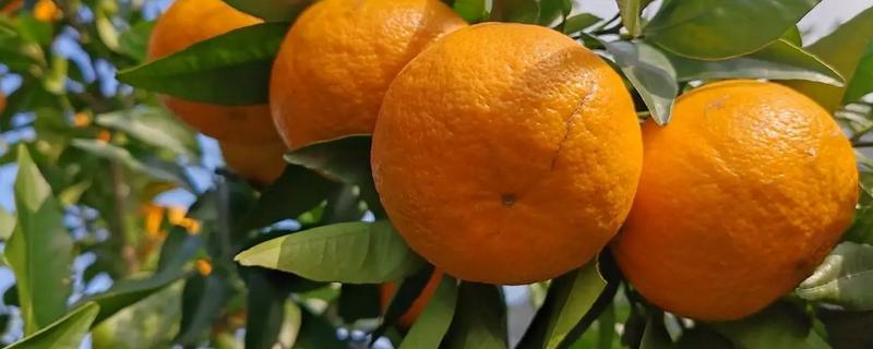 哪些柑橘比较甜，沃柑、爱媛38等品种甜度较高