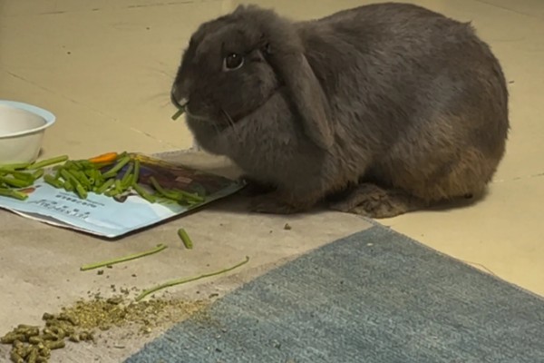 如何自制兔全价饲料,不同生长阶段的饲料配方不同