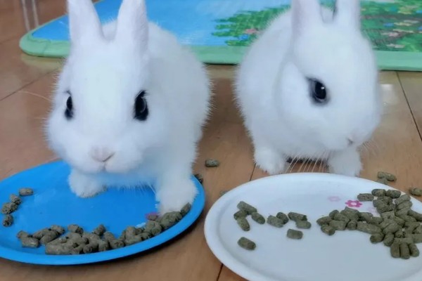 如何自制兔全价饲料,不同生长阶段的饲料配方不同