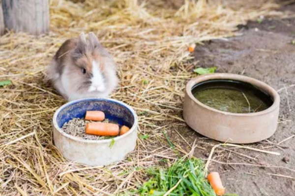 如何自制兔全价饲料,不同生长阶段的饲料配方不同