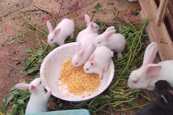 如何自制兔全价饲料,不同生长阶段的饲料配方不同