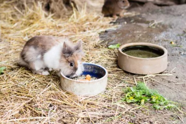 如何自制兔全价饲料,不同生长阶段的饲料配方不同