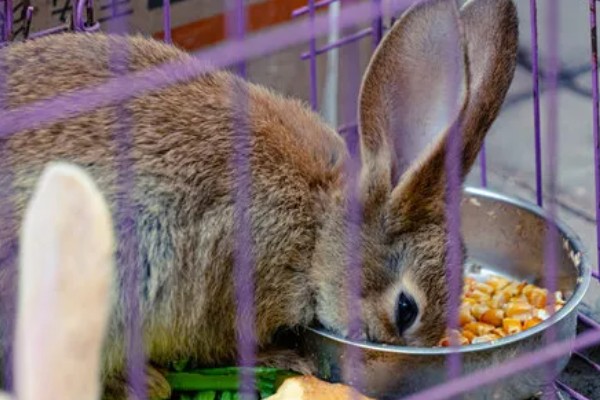 如何自制兔全价饲料,不同生长阶段的饲料配方不同