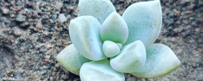 多肉的叶子掉了的原因，可能是浇水过量所致