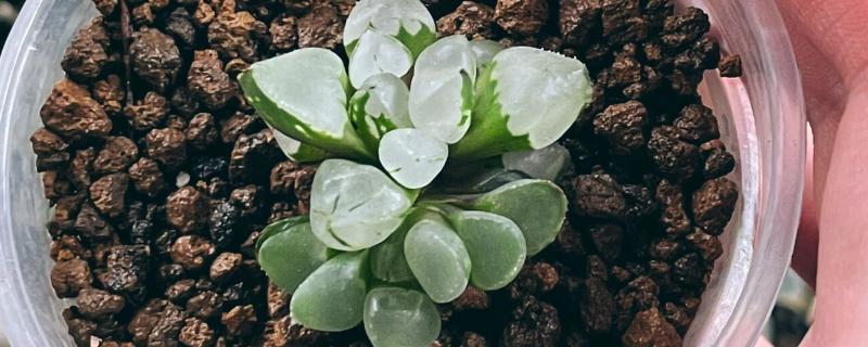 玉露烂根怎么办，脱盆后剪除烂根并用多灵菌消毒