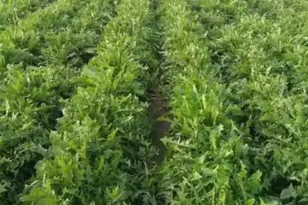 蒲公英如何种植，可以在春秋季节进行