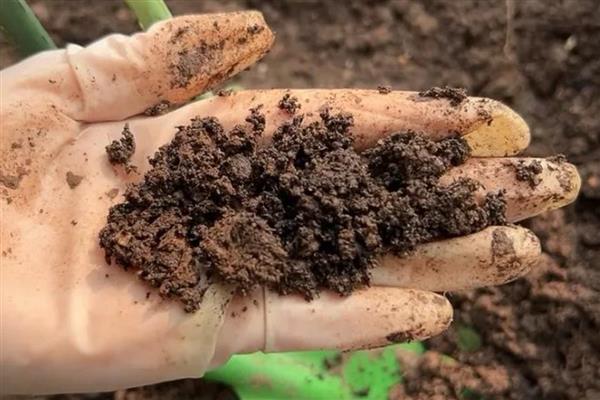 蒲公英如何种植，可以在春秋季节进行