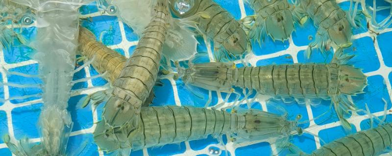 皮皮虾能不能养殖，对养殖环境有很高的要求