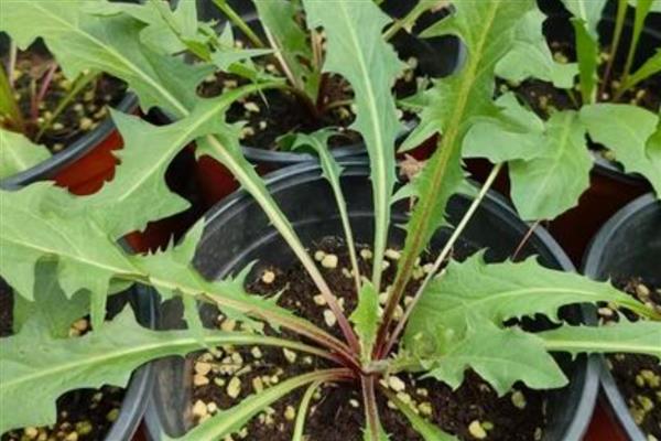 蒲公英如何种植，可以在春秋季节进行