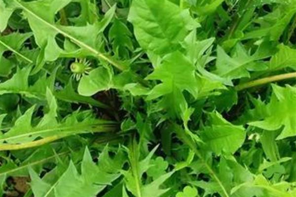 蒲公英如何种植，可以在春秋季节进行