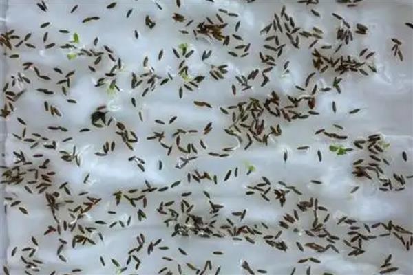 蒲公英如何种植，可以在春秋季节进行