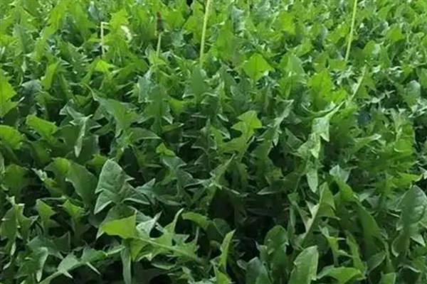 蒲公英如何种植，可以在春秋季节进行