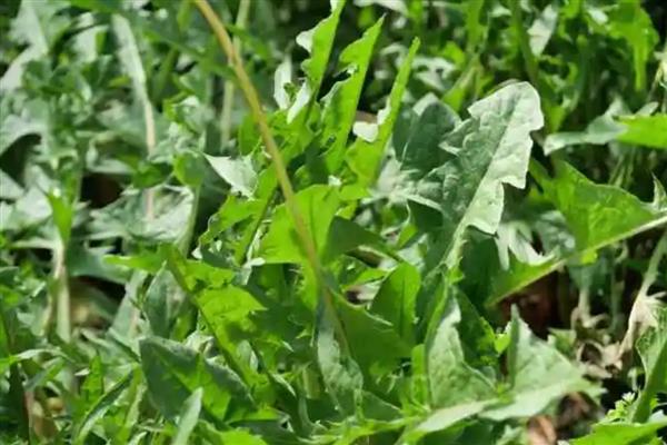 蒲公英如何种植，可以在春秋季节进行