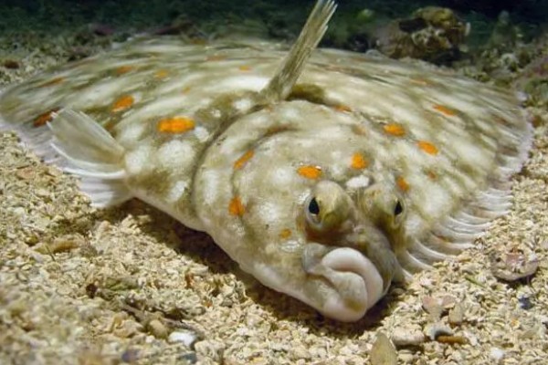 长身猴头鱼好养吗，饲养难度较大