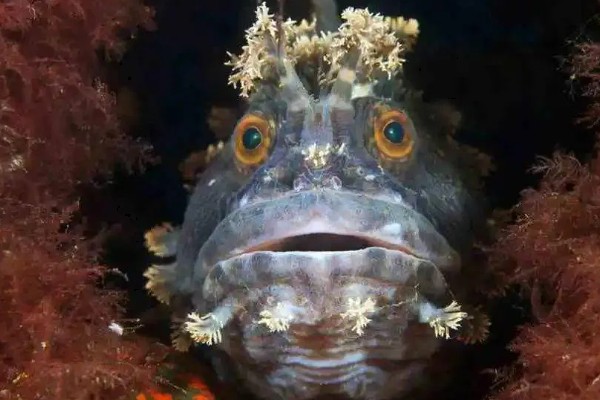 长身猴头鱼好养吗，饲养难度较大