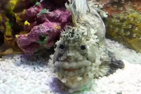 长身猴头鱼好养吗，饲养难度较大