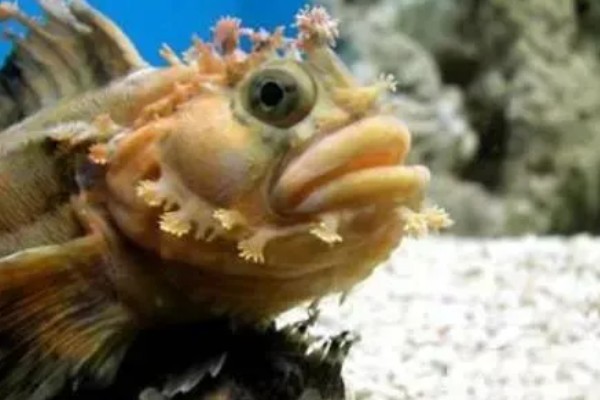 长身猴头鱼好养吗，饲养难度较大