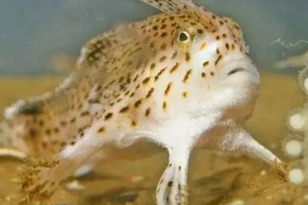 长身猴头鱼好养吗，饲养难度较大