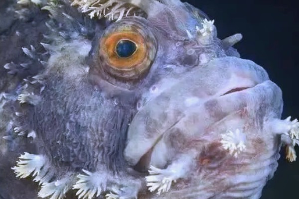 长身猴头鱼好养吗，饲养难度较大