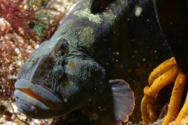 长身猴头鱼好养吗，饲养难度较大