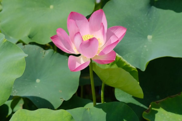 荷花有什么花语，代表纯洁、信仰和爱情