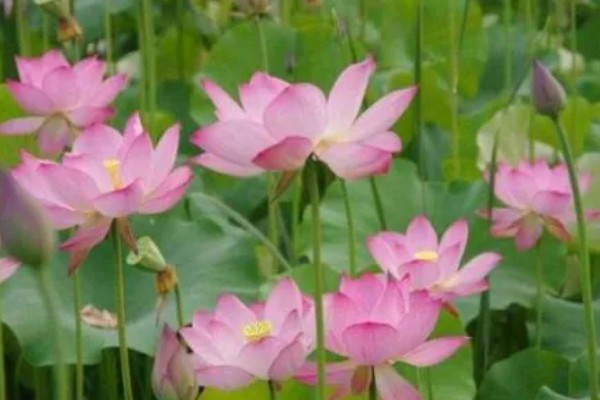 荷花有什么花语，代表纯洁、信仰和爱情