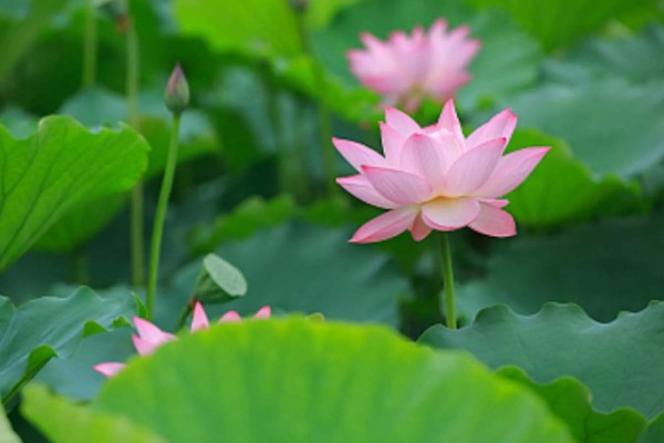 荷花有什么花语，代表纯洁、信仰和爱情