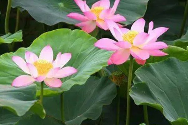 荷花有什么花语，代表纯洁、信仰和爱情