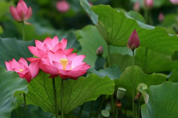 荷花有什么花语，代表纯洁、信仰和爱情