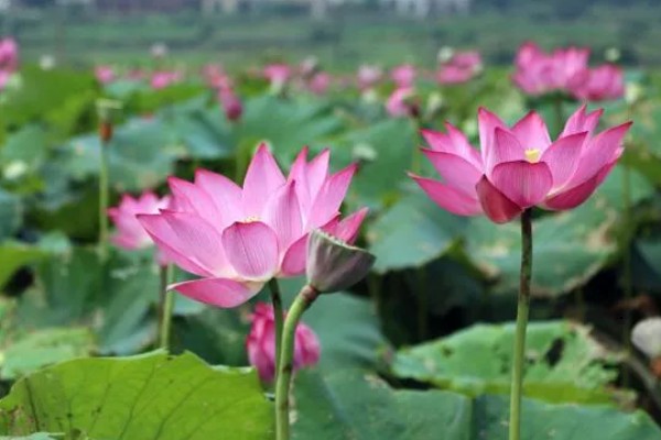 荷花有什么花语，代表纯洁、信仰和爱情