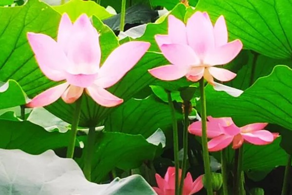 荷花有什么花语，代表纯洁、信仰和爱情