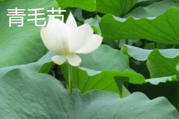 荷花有什么花语，代表纯洁、信仰和爱情