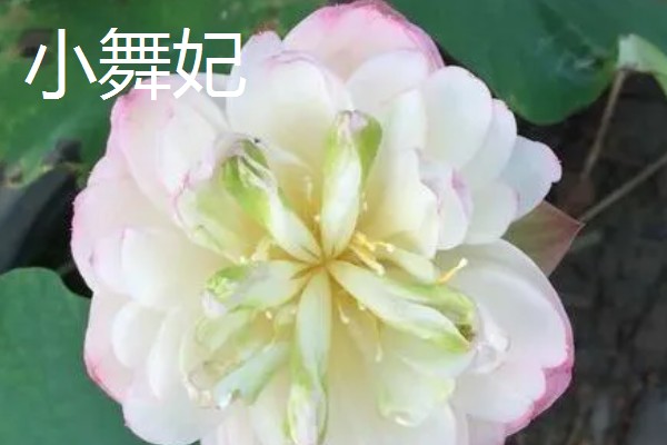 荷花有什么花语，代表纯洁、信仰和爱情