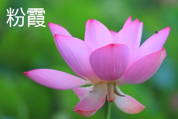 荷花有什么花语，代表纯洁、信仰和爱情