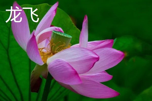 荷花有什么花语，代表纯洁、信仰和爱情