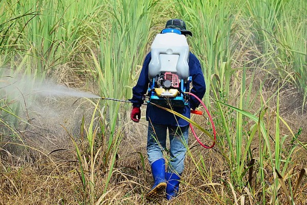 赤霉素有哪些作用，能起到促进花芽分化、刺激植物细胞伸长等效果