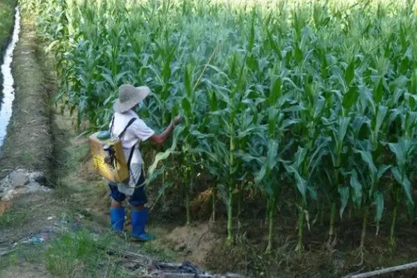 赤霉素有哪些作用，能起到促进花芽分化、刺激植物细胞伸长等效果