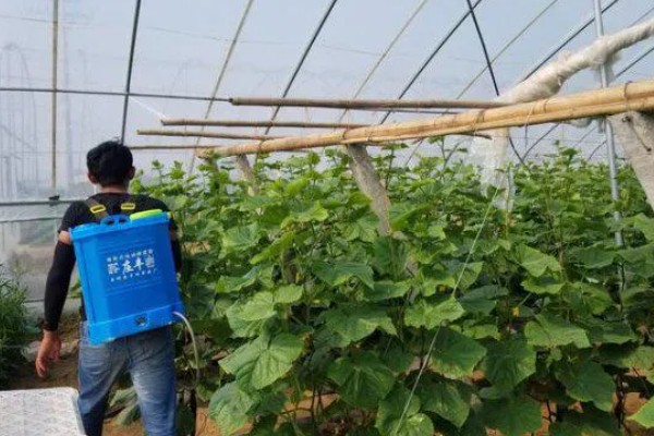 赤霉素有哪些作用，能起到促进花芽分化、刺激植物细胞伸长等效果