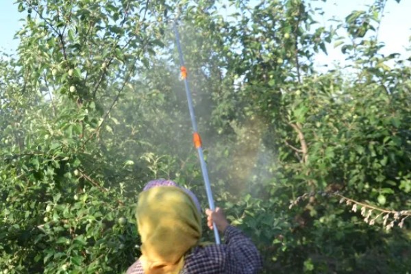赤霉素有哪些作用，能起到促进花芽分化、刺激植物细胞伸长等效果