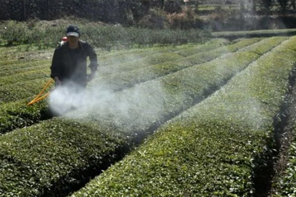 赤霉素有哪些作用，能起到促进花芽分化、刺激植物细胞伸长等效果