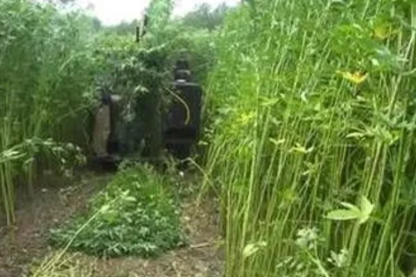 赤霉素有哪些作用，能起到促进花芽分化、刺激植物细胞伸长等效果