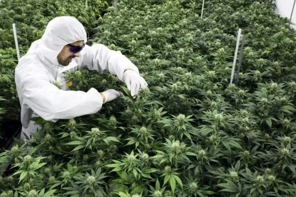 赤霉素有哪些作用，能起到促进花芽分化、刺激植物细胞伸长等效果