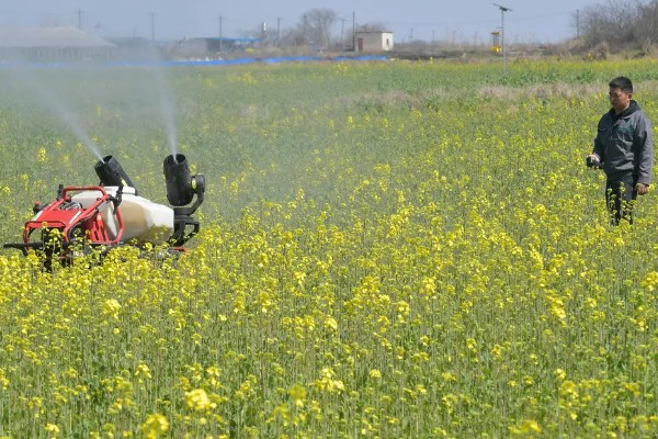 赤霉素有哪些作用，能起到促进花芽分化、刺激植物细胞伸长等效果