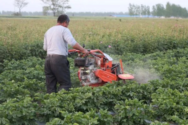 赤霉素有哪些作用，能起到促进花芽分化、刺激植物细胞伸长等效果