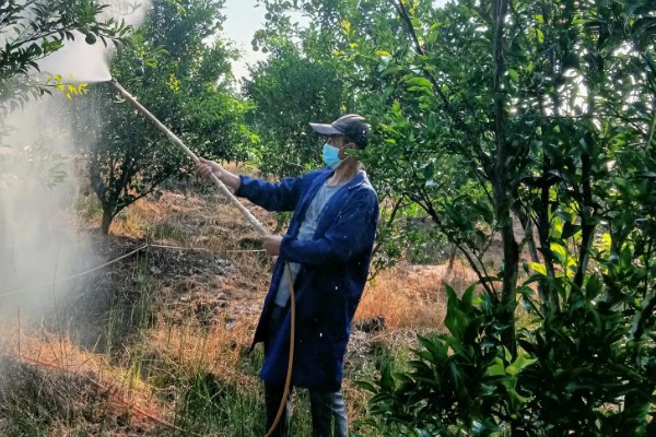 赤霉素有哪些作用，能起到促进花芽分化、刺激植物细胞伸长等效果