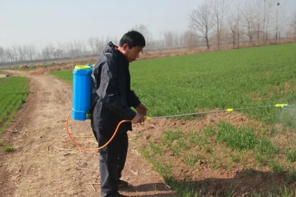 赤霉素有哪些作用，能起到促进花芽分化、刺激植物细胞伸长等效果