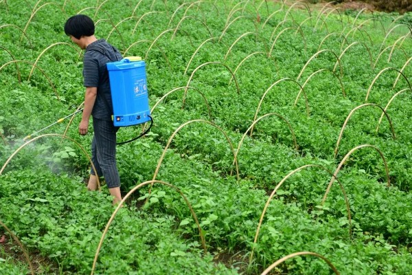 赤霉素有哪些作用，能起到促进花芽分化、刺激植物细胞伸长等效果