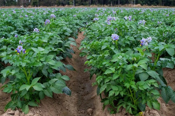 土豆的亩产量,一般能达到3000-5000斤左右